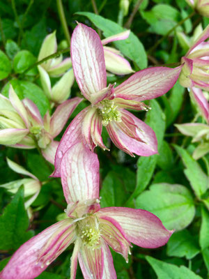 Clematis