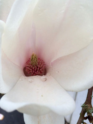 Magnolie