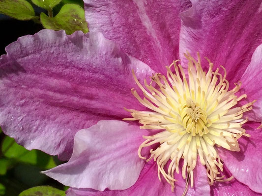 Clematis
