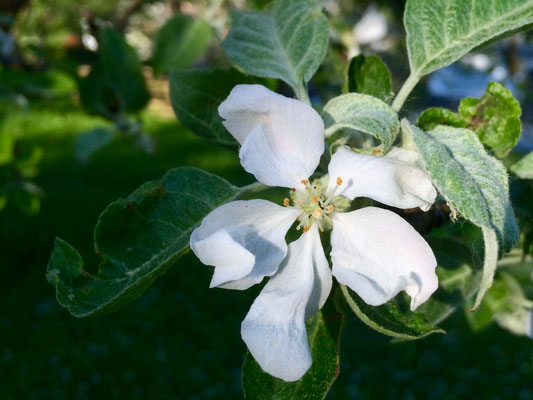Apfelblüte