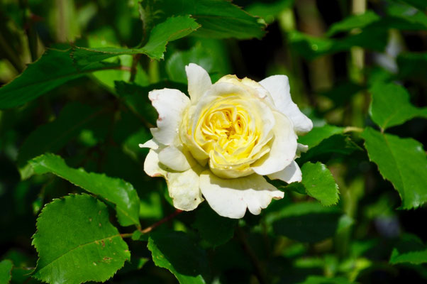 Kletterrose