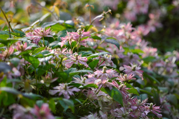 Clematis