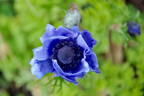 Gartenanemone