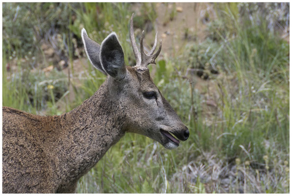 Huemul [Andenhirsch] • Carretera Austral - Ruta 7