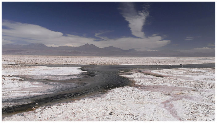 Salar de Atacama • Región de Antofagasta
