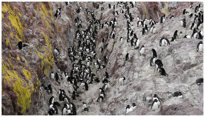 Felsenpinguinkolonie  •  Isla Pingüino