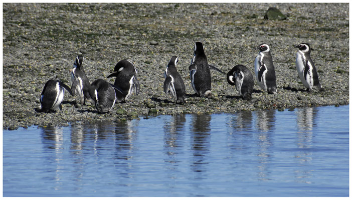 Magellan-Pinguine  •  Ria Deseado