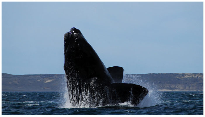 "Breaching" eines Südlichen Glattwales  •  Golfo Nuevo