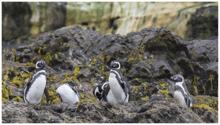 Humbold-/ Magellanpinguine • Monumento Natura Islotes de Puñihuil