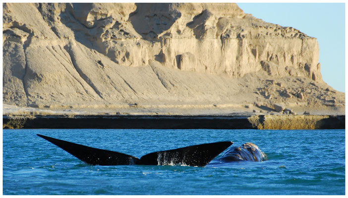Südlicher Glattwal  •  Golfo Nuevo