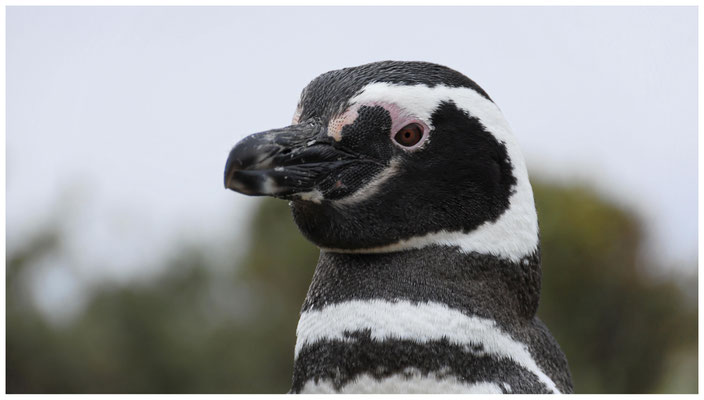 Magellan-Pinguin  •  Cabo Dos Bahias