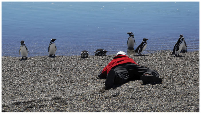 Magellan-Pinguine  •  Ria Deseado