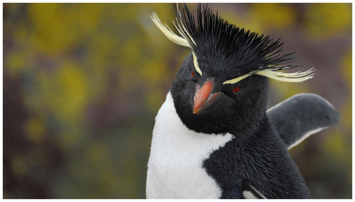 Felsenpinguin  •  Isla Pingüino