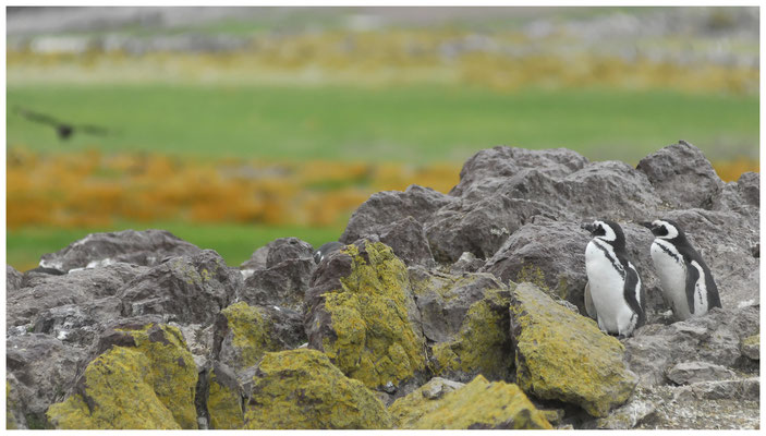 Magellan-Pinguine  •  Isla Pingüino