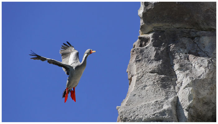 landender Rotfusskormoran  •  Ria Deseado