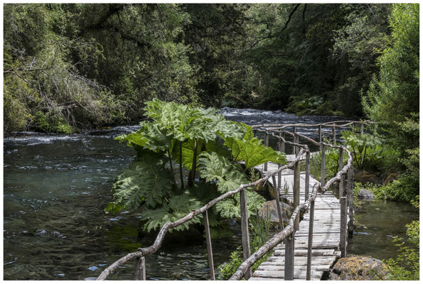 Nalca [Riesenrhabarber] • Parque Nacional Huerquehue