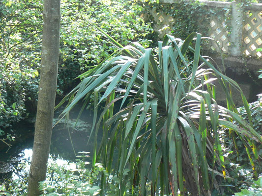 Le jardin du gîte