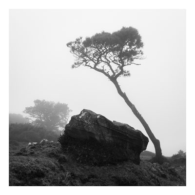 Árboles en la niebla nº1, Sierra de la Capelada, A Coruña 2024