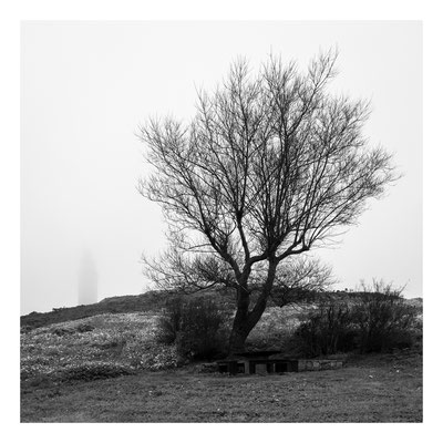 Árbol y silueta de la Torre de Hércules, A Coruña 2024