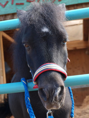 黒い馬の顔