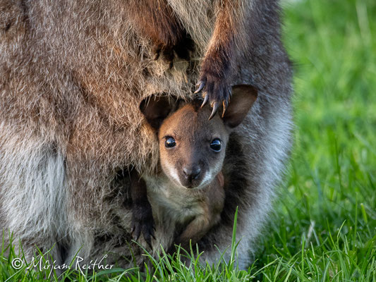 Kängurus im Tierpark Buchenberg