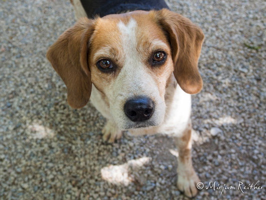 Hund, Provence