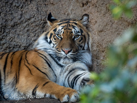 Tiger im Zoo von Malaga