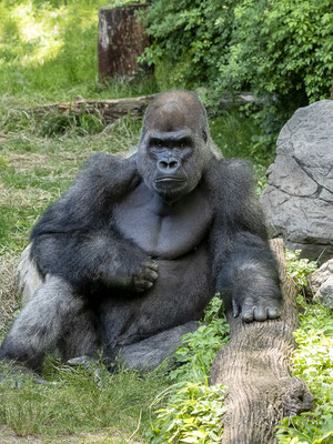 Gorilla im Bronx Zoo