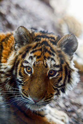 Junger Tiger in Schönbrunn