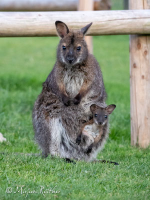 Kängurus im Tierpark Buchenberg