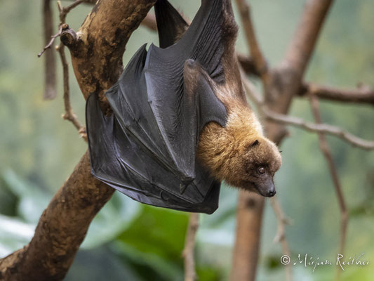 Fledermaus im Bronx Zoo