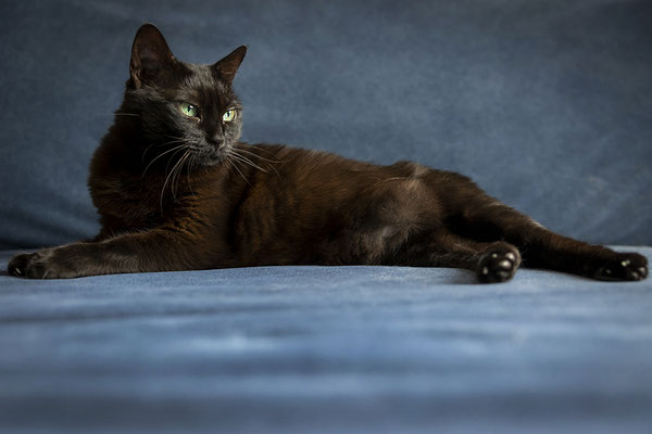 Xena