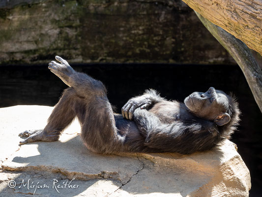 Schimpanse im Zoo von Malaga