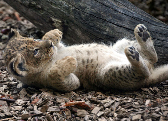 Löwenbaby im Tiergarten Schönbrunn