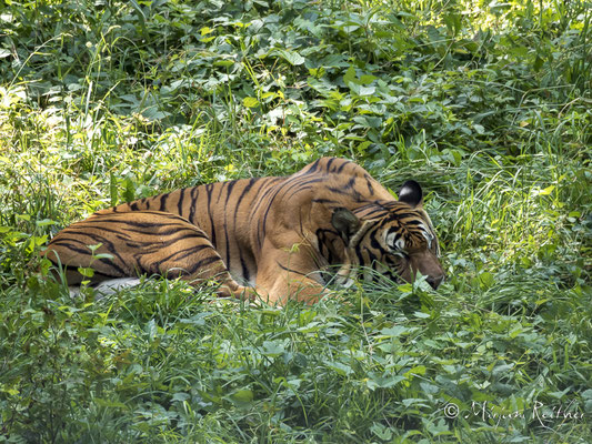 Tiger im Bronx Zoo
