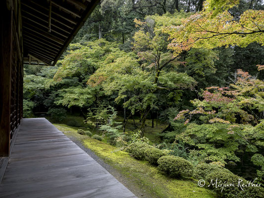 Moosgarten im Saiho-ji Tempel in Kyoto, Japan