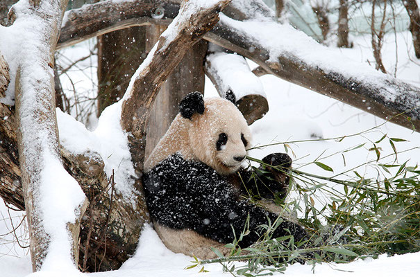 Panda im Tiergarten Schönbrunn