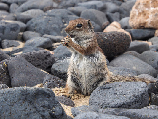Erdmännchen in Fuerteventura sind nicht nur sehr zahm, sie lieben auch Kuchen