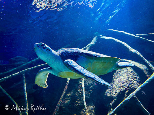 Meeresshildkröte im Aquarium in Valencia