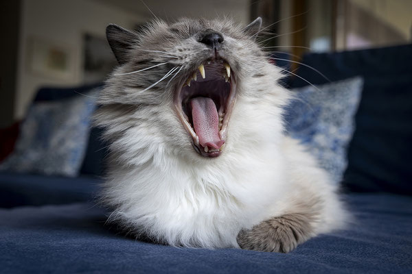 Castiel