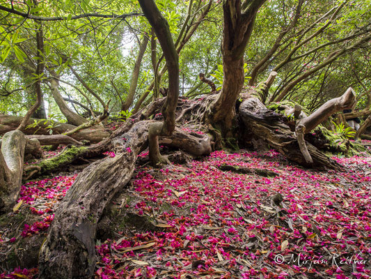 The Lost Gardens of Heligan, Cornwall