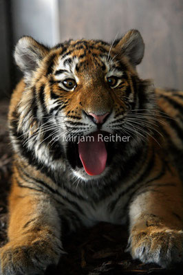 Junger Tiger in Schönbrunn