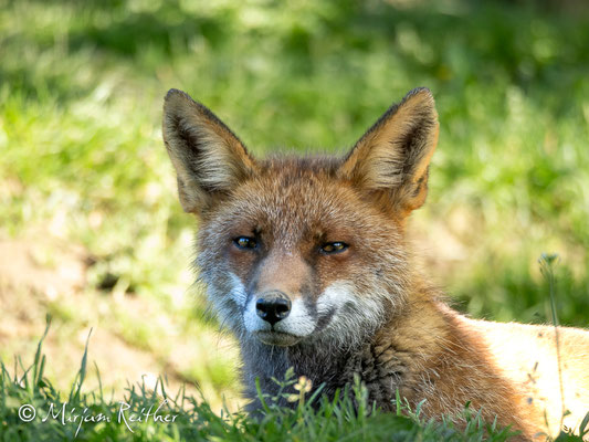 Fuchs im Tierpark Buchenberg