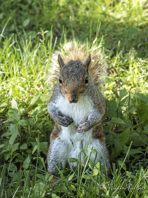Squirrel im Central Park NY