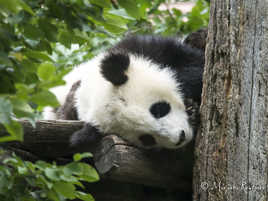 Panda, Tiergarten Schönbrunn