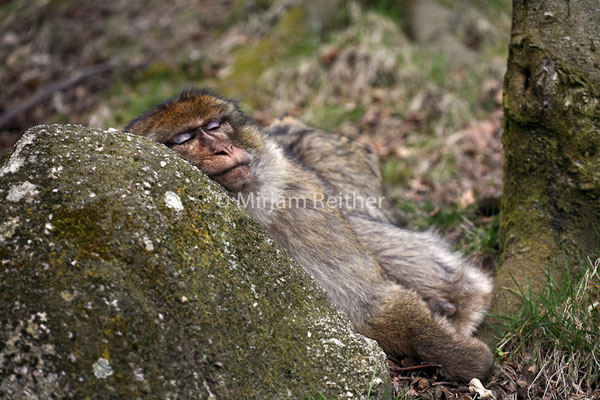 Berberaffe