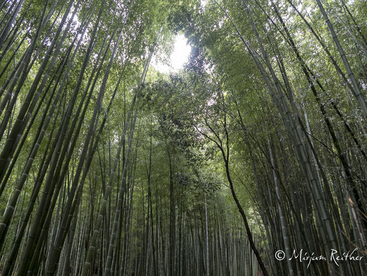 Bambuswald im Stadtteil Arashiyama von Kyoto, Japan