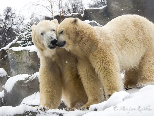 Eisbären im Tiergarten Schönbrunn