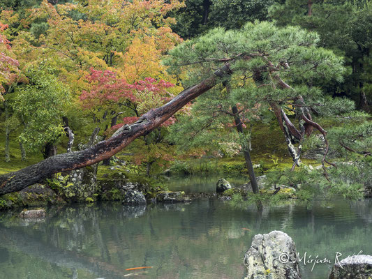 Garten des Tenryuji Zen Tempel in Kyoto, Japan