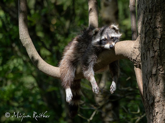 Waschbär im Tierpark Buchenberg